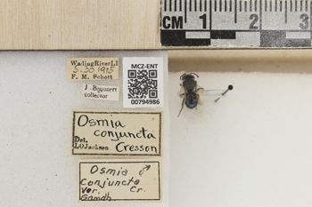 Media type: image;   Entomology 794986 Aspect: Labels
